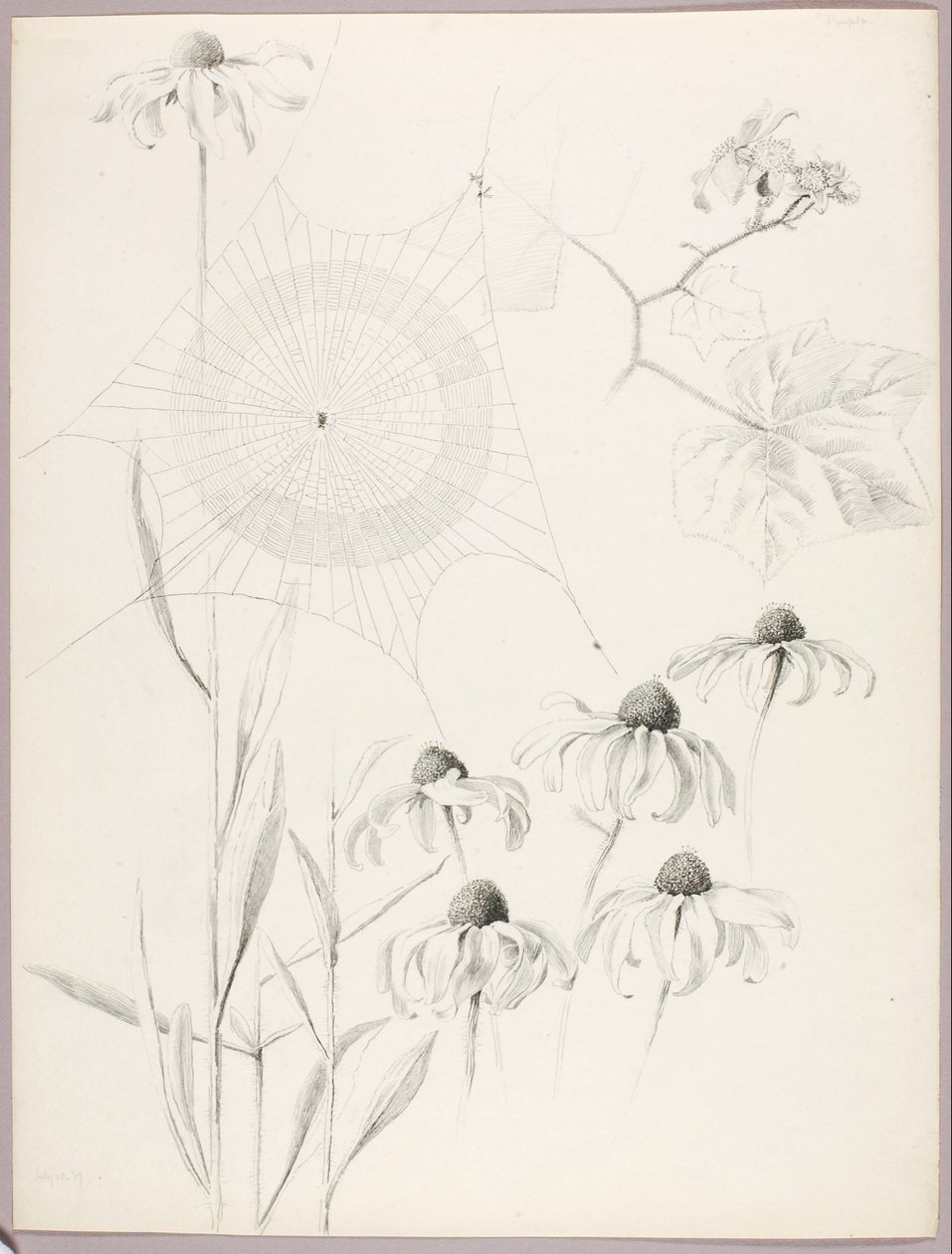 Utan titel (Spindelväv och tusenskönor) av George Elbert Burr