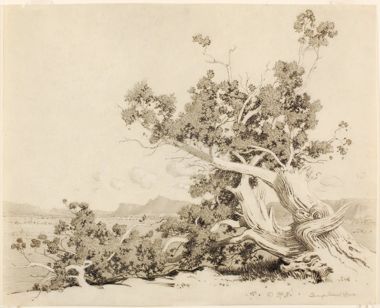 Utan titel (Studie för Old Cedars, New Mexico) av George Elbert Burr