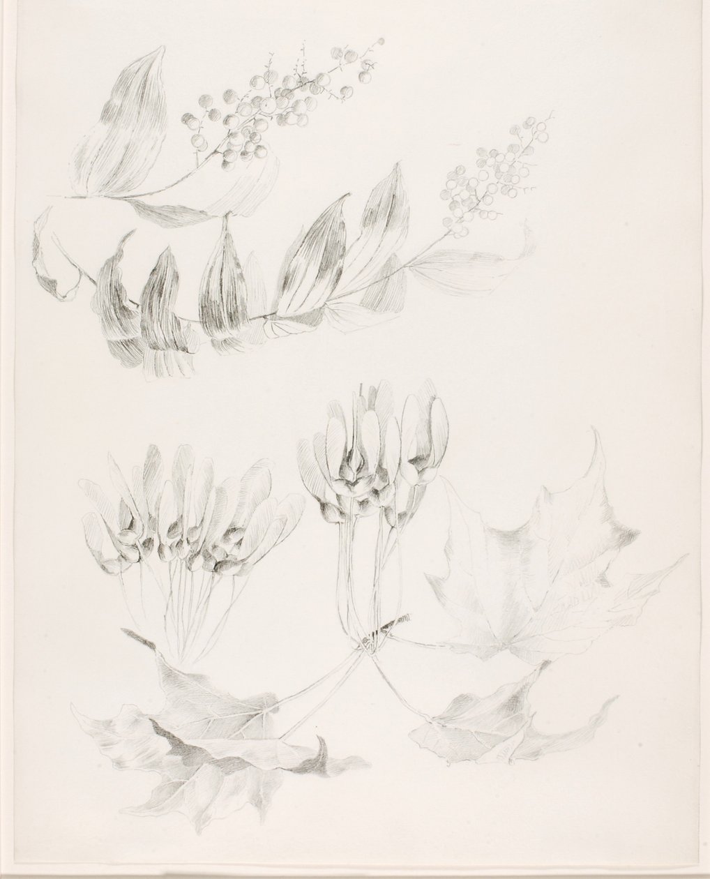 Utan titel (Sockerlönn och falsk salomonsalvia) av George Elbert Burr
