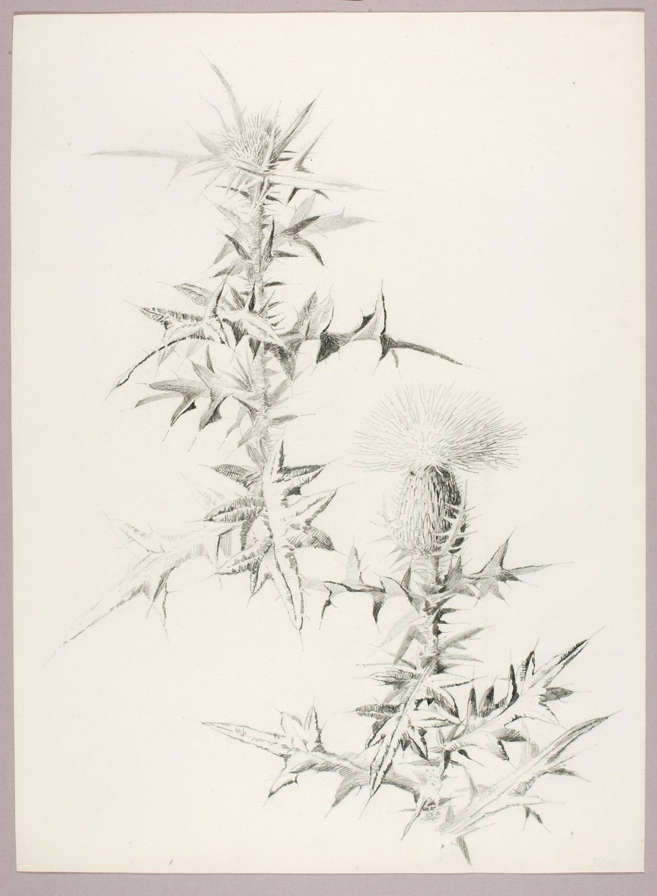 Utan titel (Thistle) av George Elbert Burr
