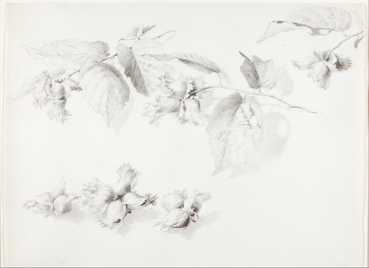Utan titel (vild hasselnöt, Corylus Americana) av George Elbert Burr