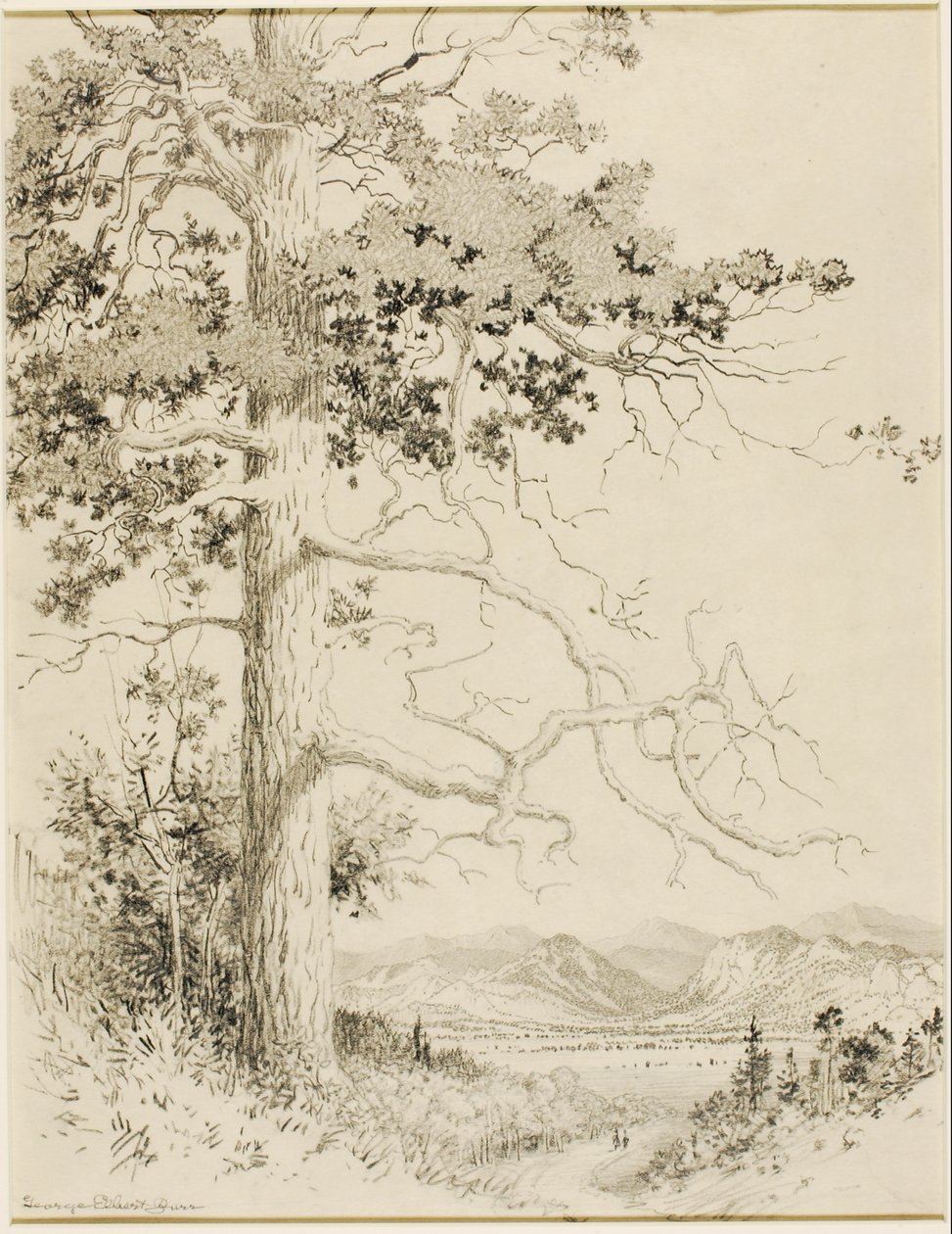 Utan titel (överföringsritning för Old Pine, Estes Park) av George Elbert Burr