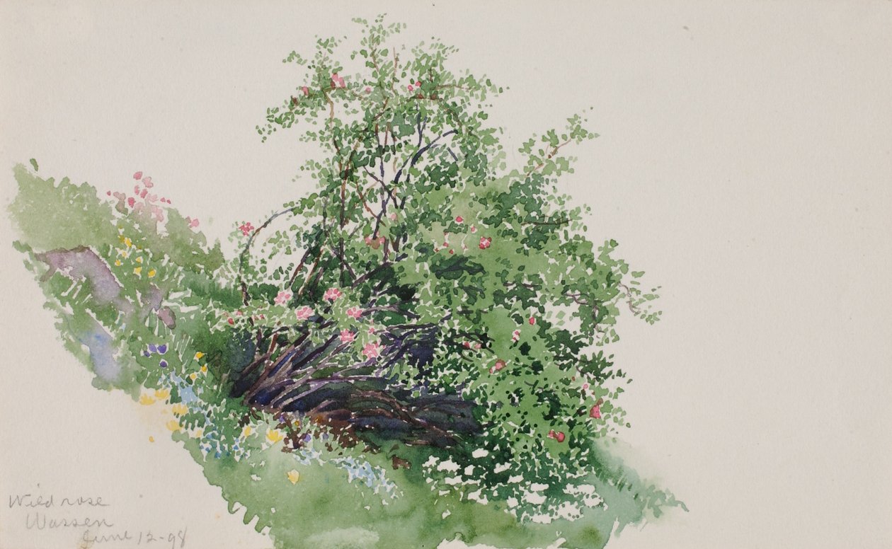 Vildros, Wassen av George Elbert Burr