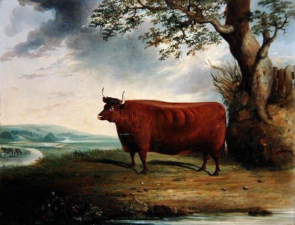Porträtt av en brun ko av George Fenn