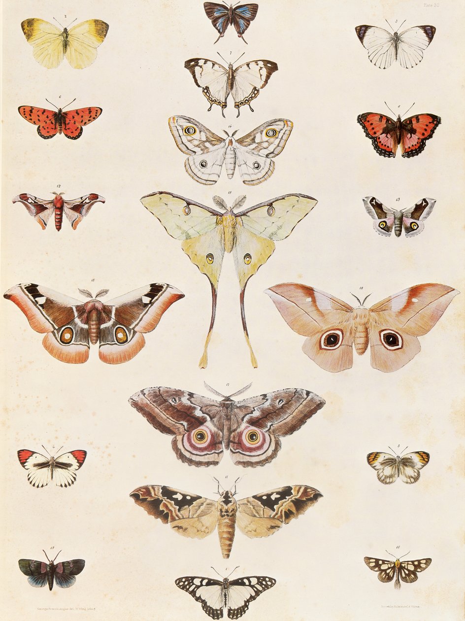 Lepidoptera från Natal och Zulu-landet av George French Angas