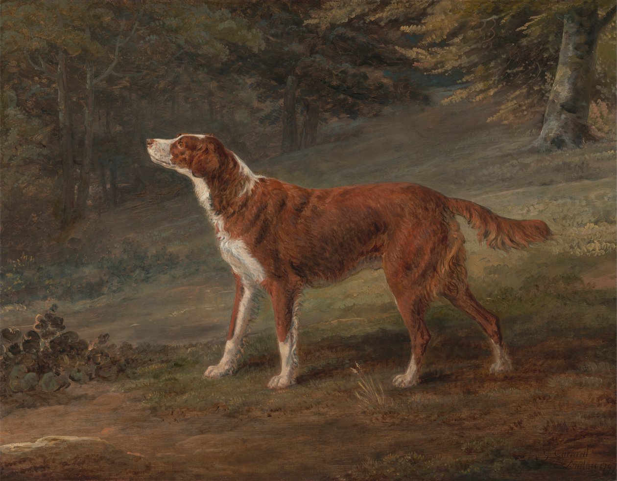 Ranger, en setter, egendom av Elizabeth Gray av George Garrard