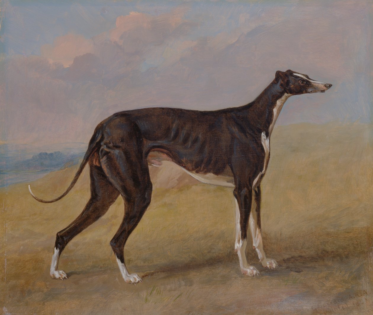 Turk, en vinthund, egendom av George Lane Fox av George Garrard