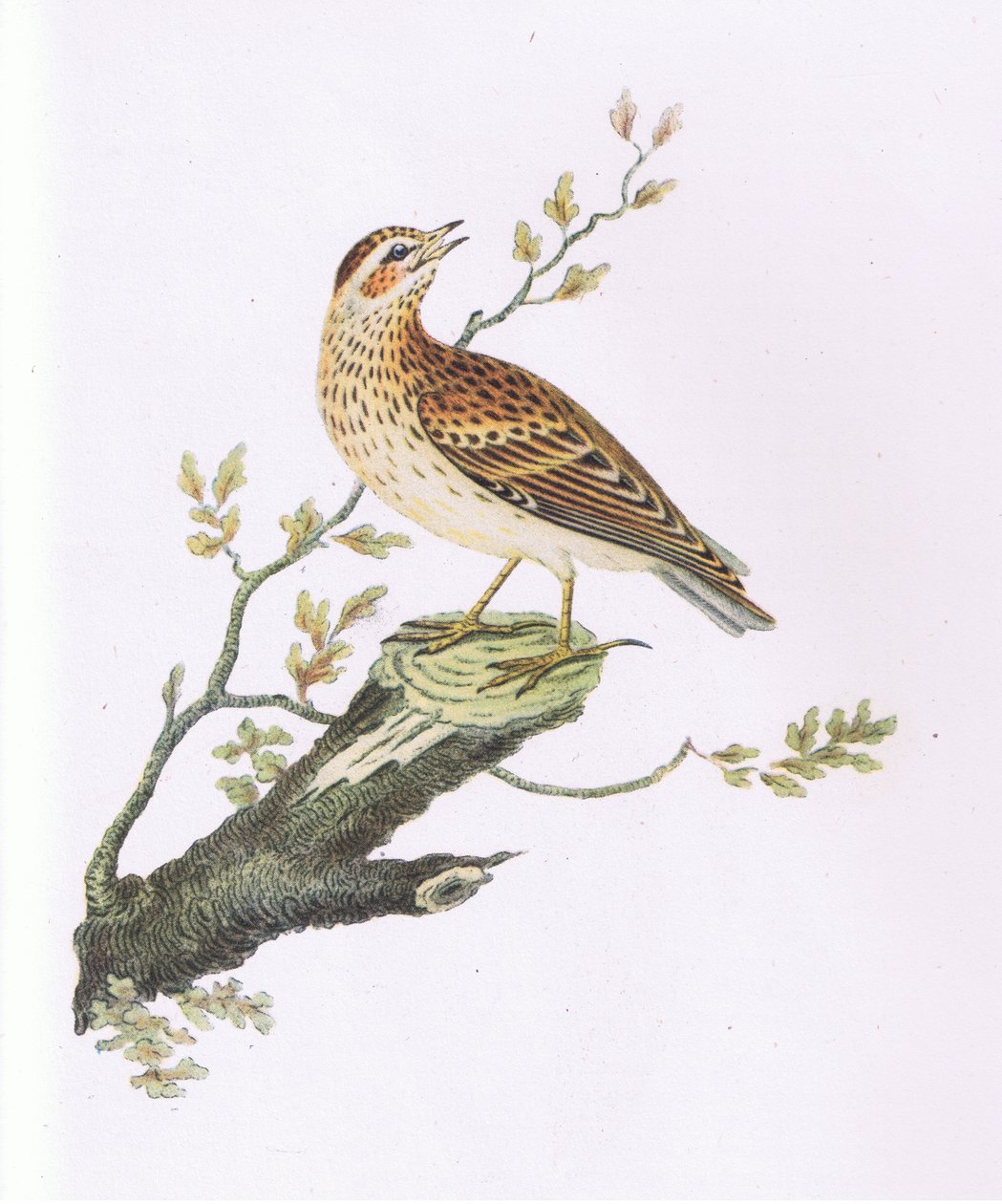 Woodlark, Nature in Britain publicerad av Collins av George Graves