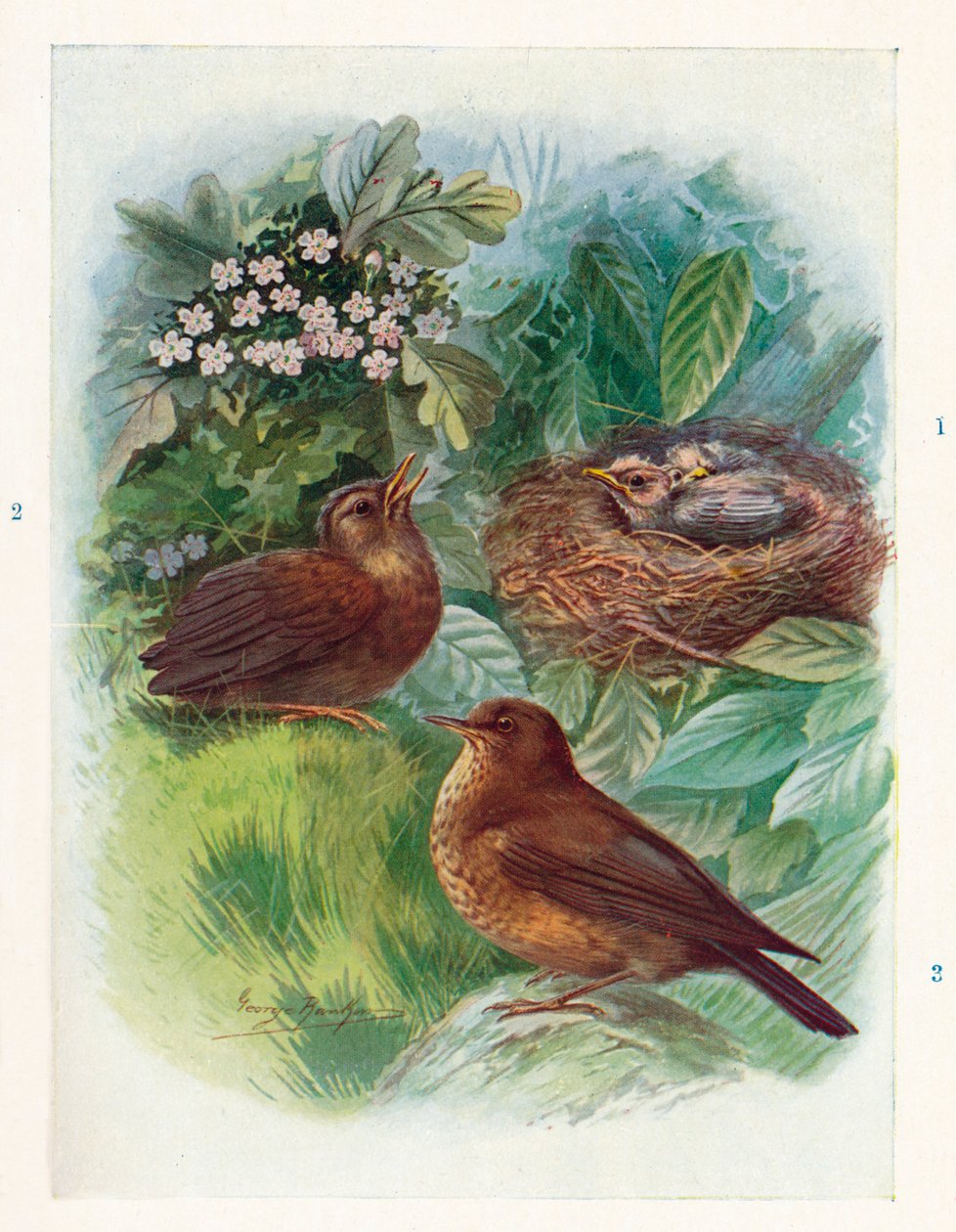En typisk Nidicolous Nestling - tre stadier. Koltrasten, c1910, 1910 av George James Rankin