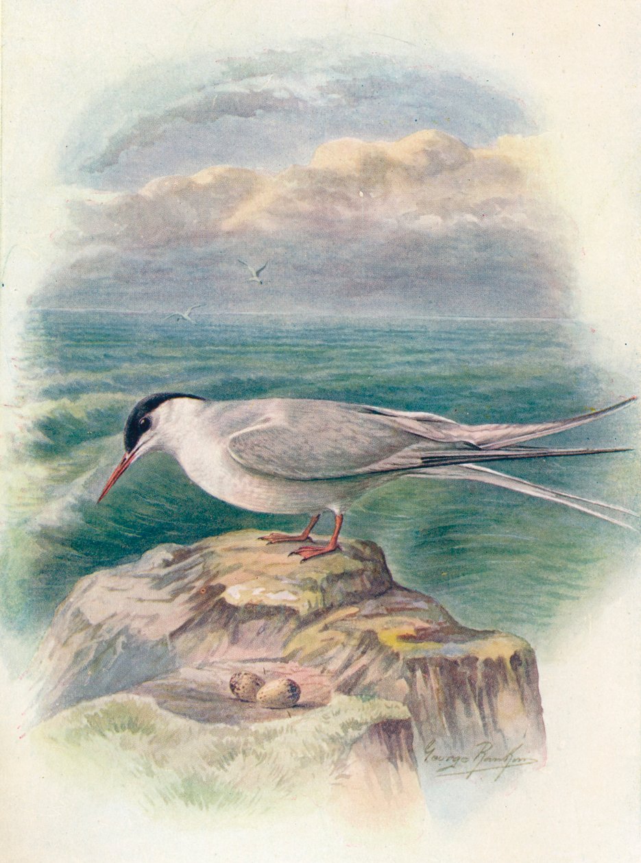 Tärna - Sterna macrura, c1910, 1910 av George James Rankin