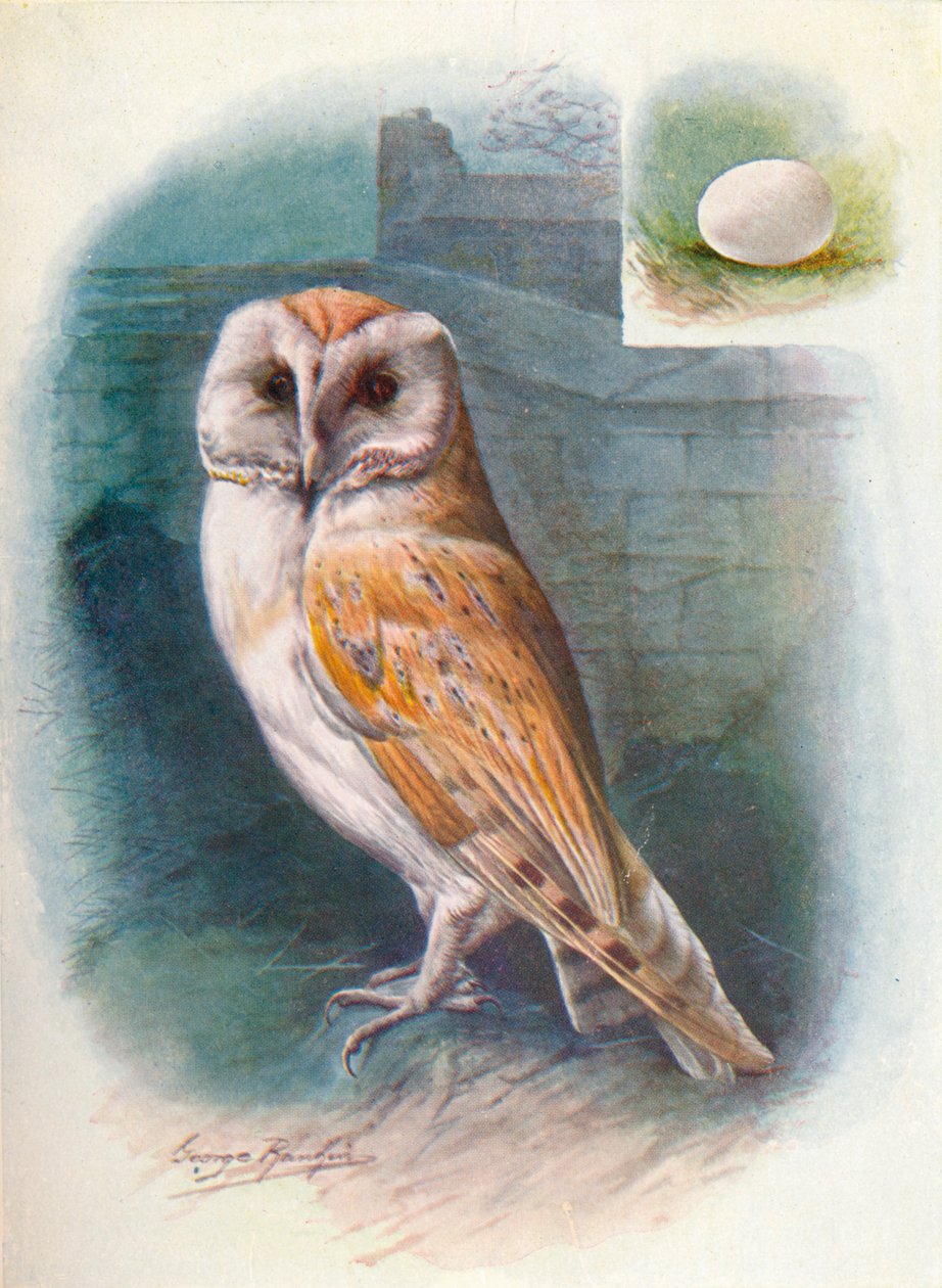 Barn-uggla - Strix flammea, c1910, 1910 av George James Rankin