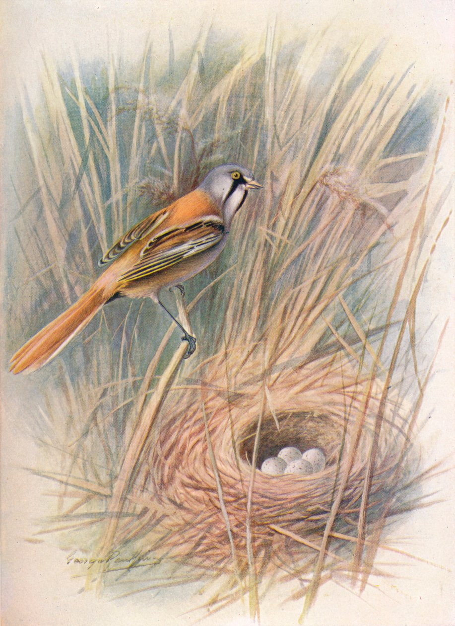 Skäggmes eller haspel - Panurus biarmicus, c1910, 1910 av George James Rankin