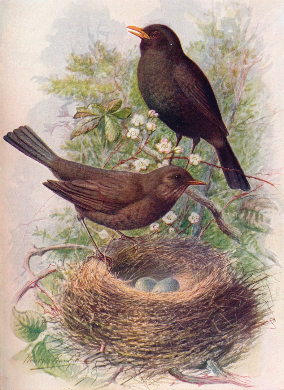 Koltrast - Turdus merula, c1910, 1910 av George James Rankin
