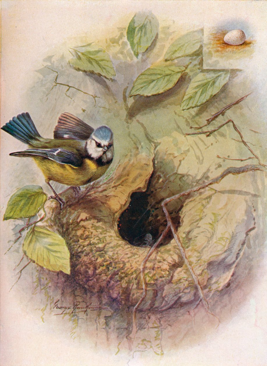 Blåmes - Parus caeruleus, c1910, 1910 av George James Rankin