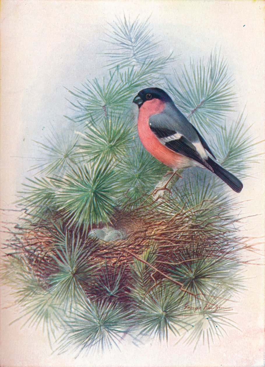 Domherre - Pyrrhua europaea, c1910, 1910 av George James Rankin