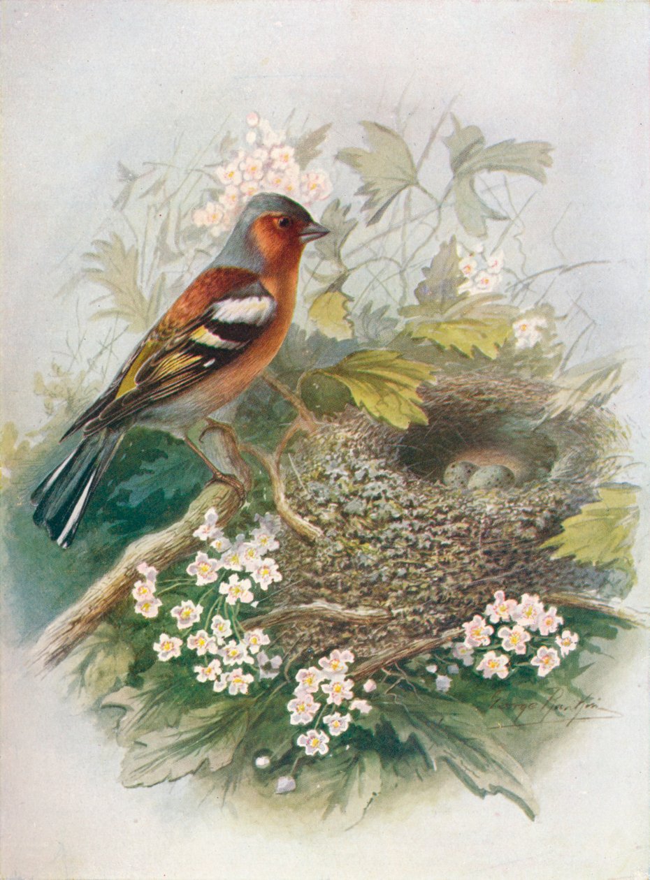Bofink - ogift Fringilla, c1910, 1910 av George James Rankin