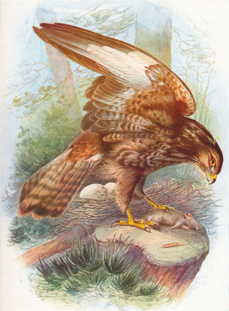Vråkvråk - Buteo vulgaris, c1910, 1910 av George James Rankin