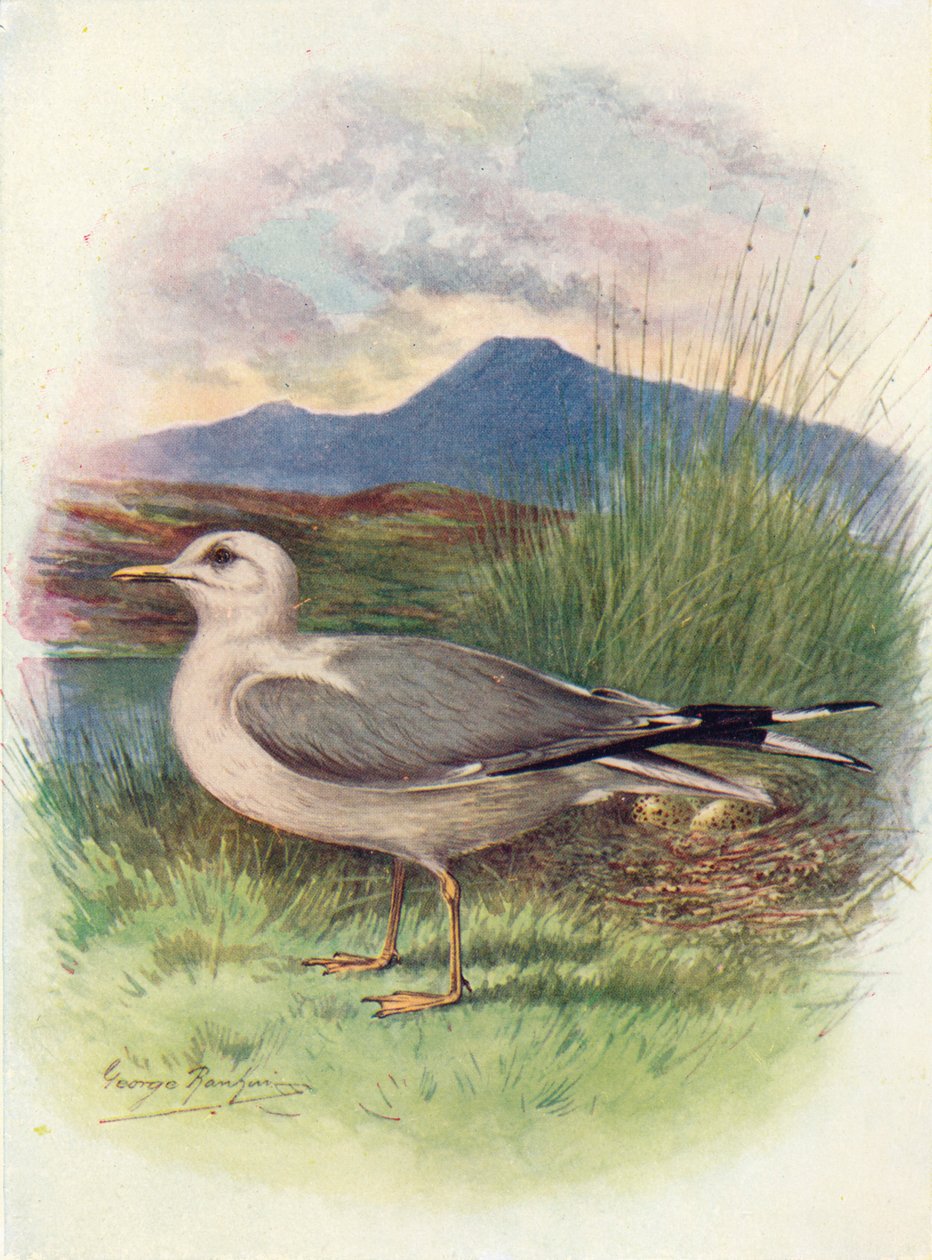 Fiskmås - Larus canus, c1910, 1910 av George James Rankin