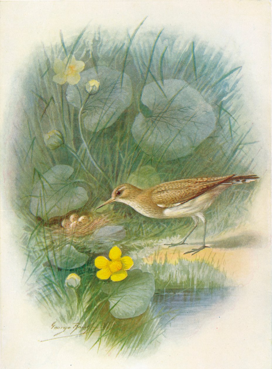 Sandsnäppa - Totanus hypoleucus, c1910, 1910 av George James Rankin