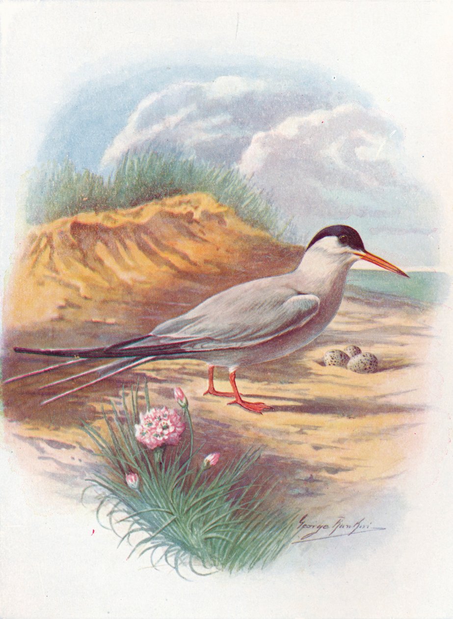 Tärna - Sterna fluviatilis, c1910, 1910 av George James Rankin