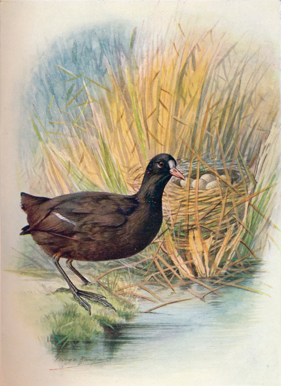 Sothöna - Fulica atra, c1910, 1910 av George James Rankin
