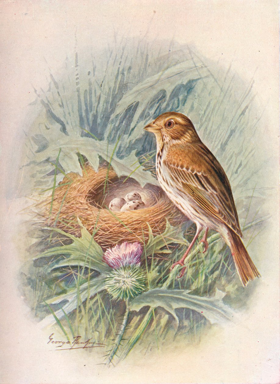 Majssparv - Emberiza miliaria, c1910, 1910 av George James Rankin