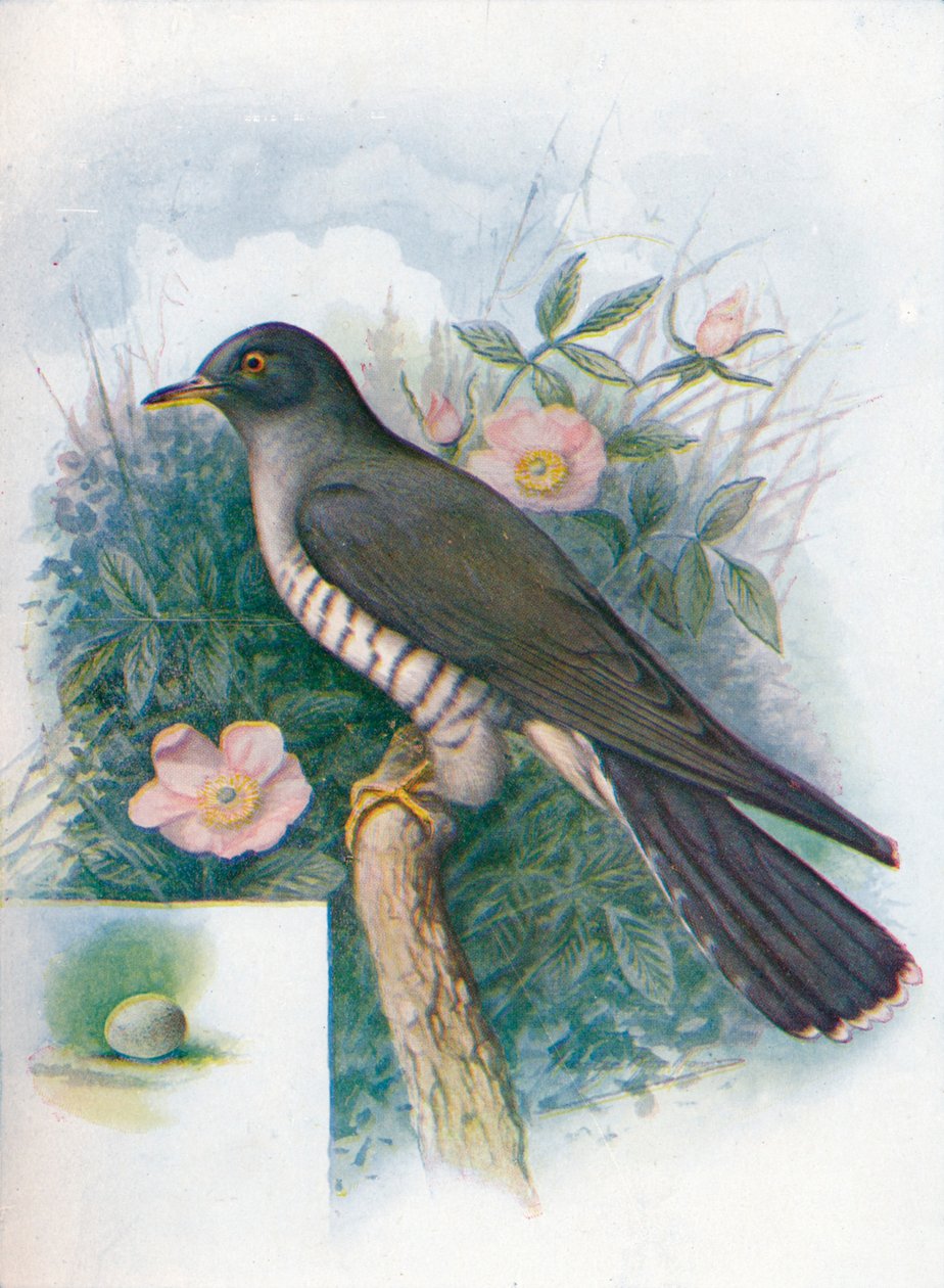 Gök - Cuculus canorus, c1910, 1910 av George James Rankin