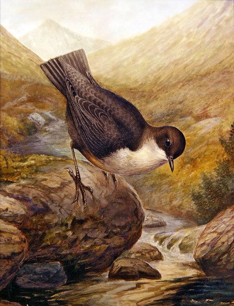 Dipper (akvarell på papper) av George James Rankin