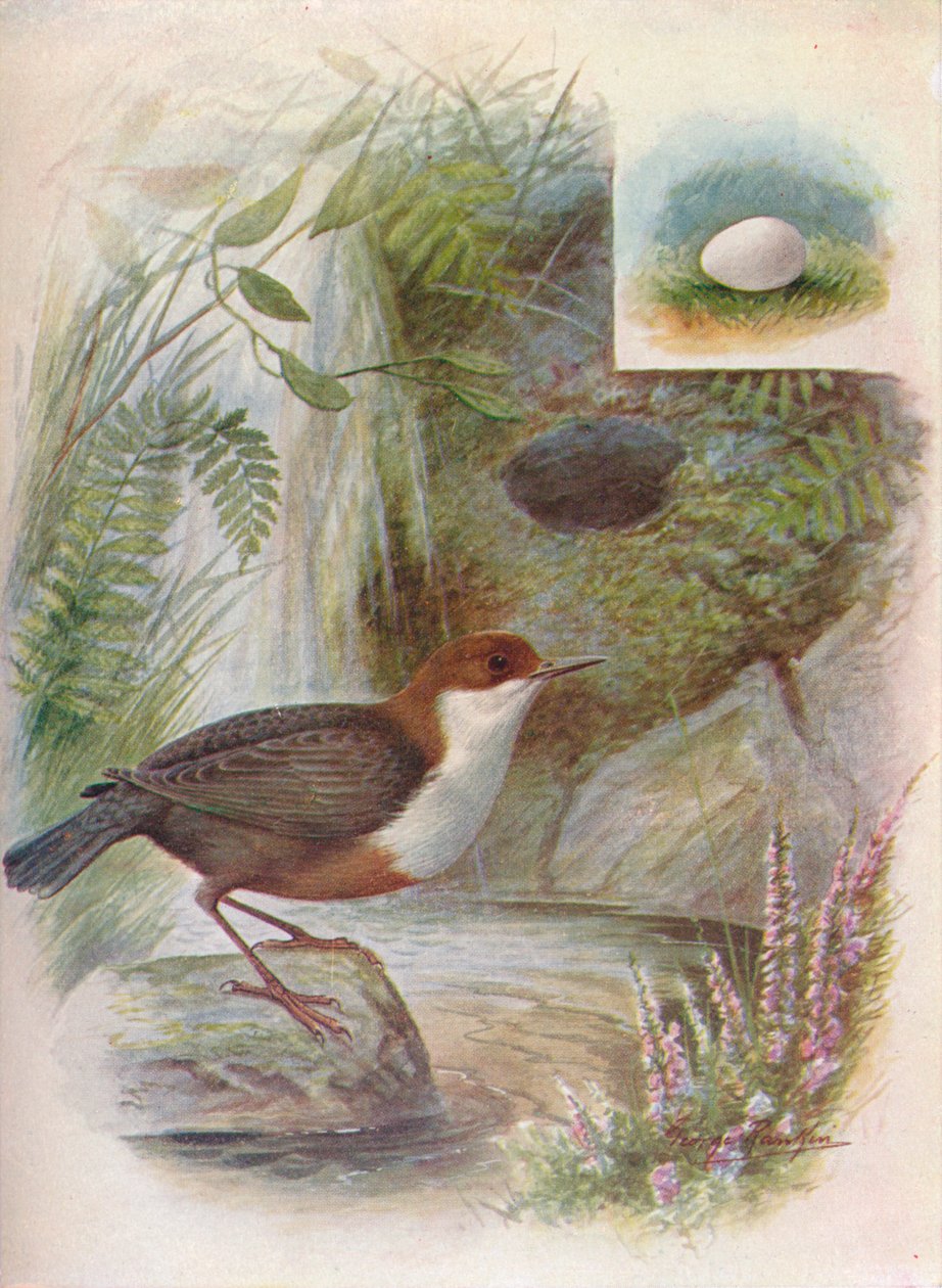 Dipper eller Water-Ousel - Cinclus aquaticus, c1910, 1910 av George James Rankin