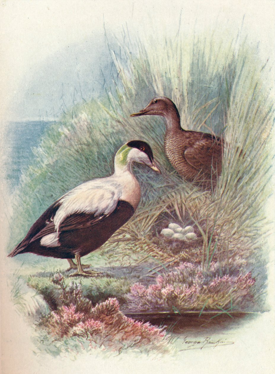 Ejder - Somateria mollissima, c1910, 1910 av George James Rankin