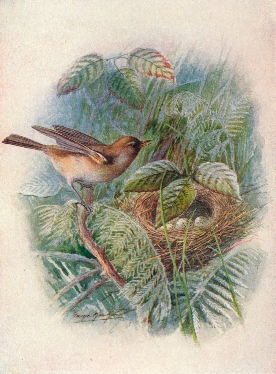 Trädgårdssångare - Sylvia hortensis, c1910, 1910 av George James Rankin