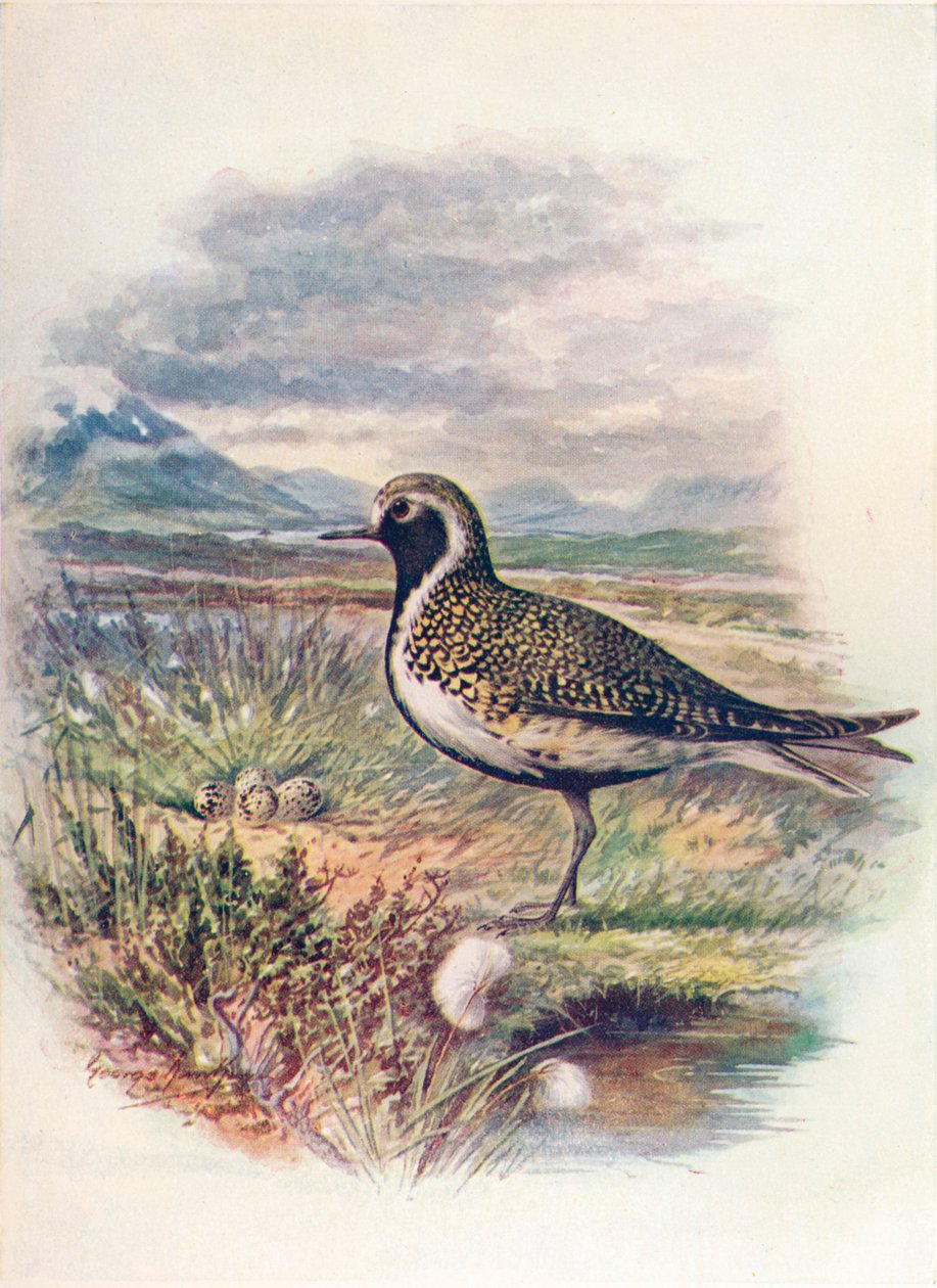 Guldpipare - Charadrius pluvialis, c1910, 1910 av George James Rankin