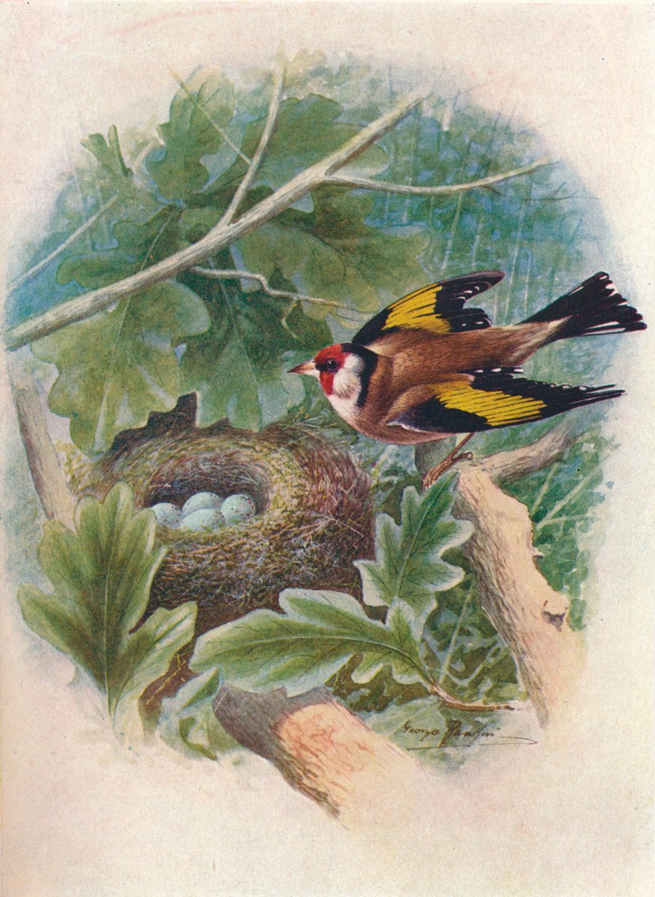 Goldfinch - Carduelis elegans, c1910, 1910 av George James Rankin