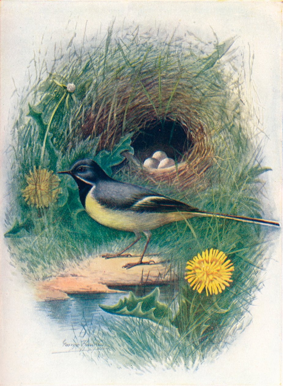 Grå vippsvans - Motacilla melanope, c1910, 1910 av George James Rankin