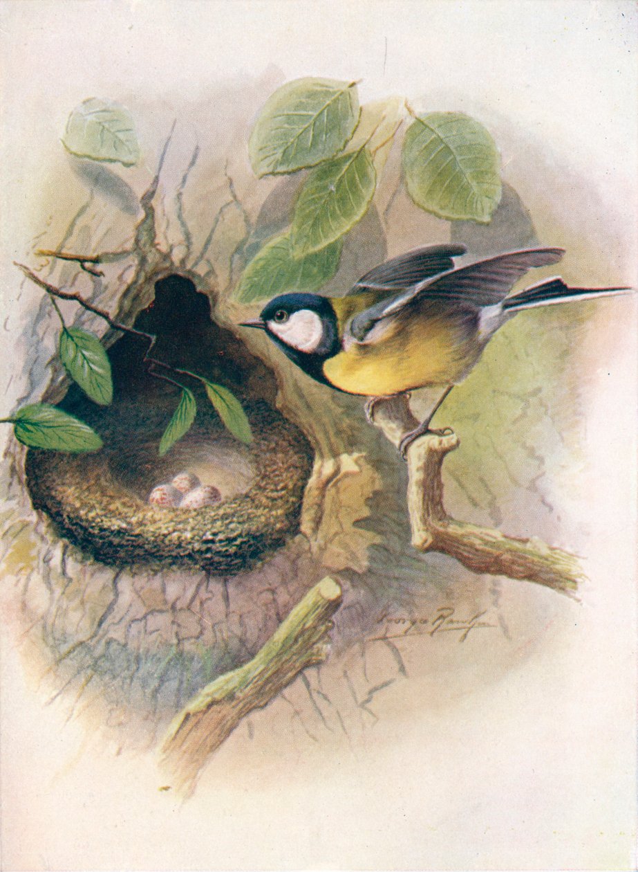 Talgoxe - Parus major, c1910, 1910 av George James Rankin