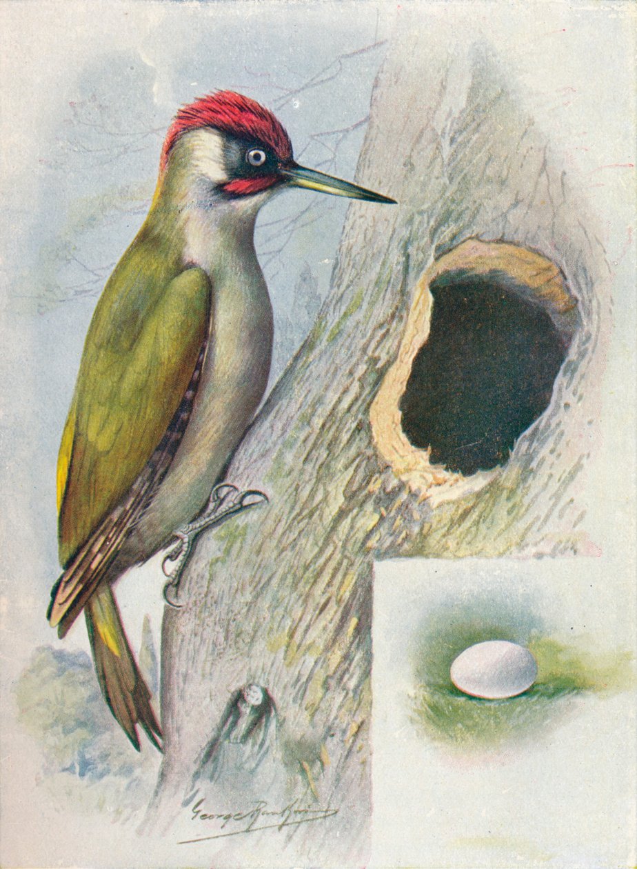 Grön hackspett - Gecinus viridis, c1910, 1910 av George James Rankin