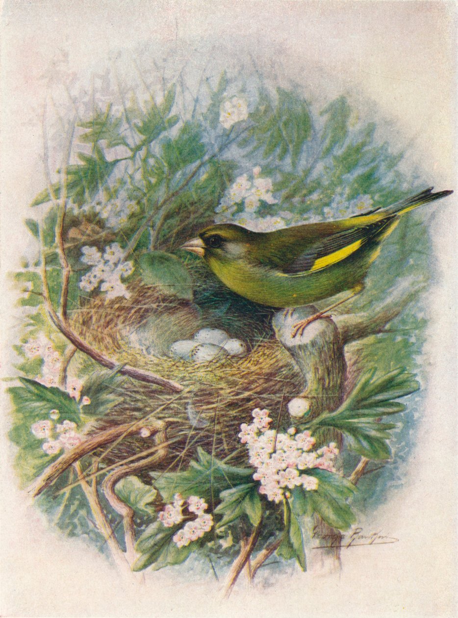 Grönfink - Ligurinus chloris, c1910, 1910 av George James Rankin