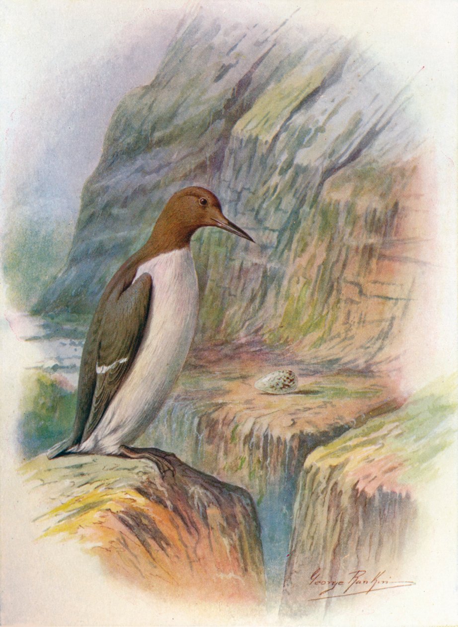 Guillemot - Uria troile, c1910, 1910 av George James Rankin