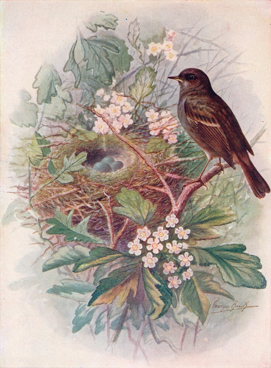 Hedgesparrow - Accentor modular, c1910, 1910 av George James Rankin