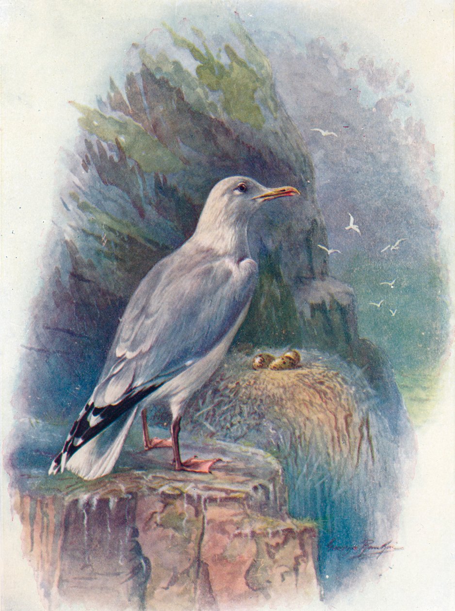Fiskmås - Larus argentatus, c1910, 1910 av George James Rankin