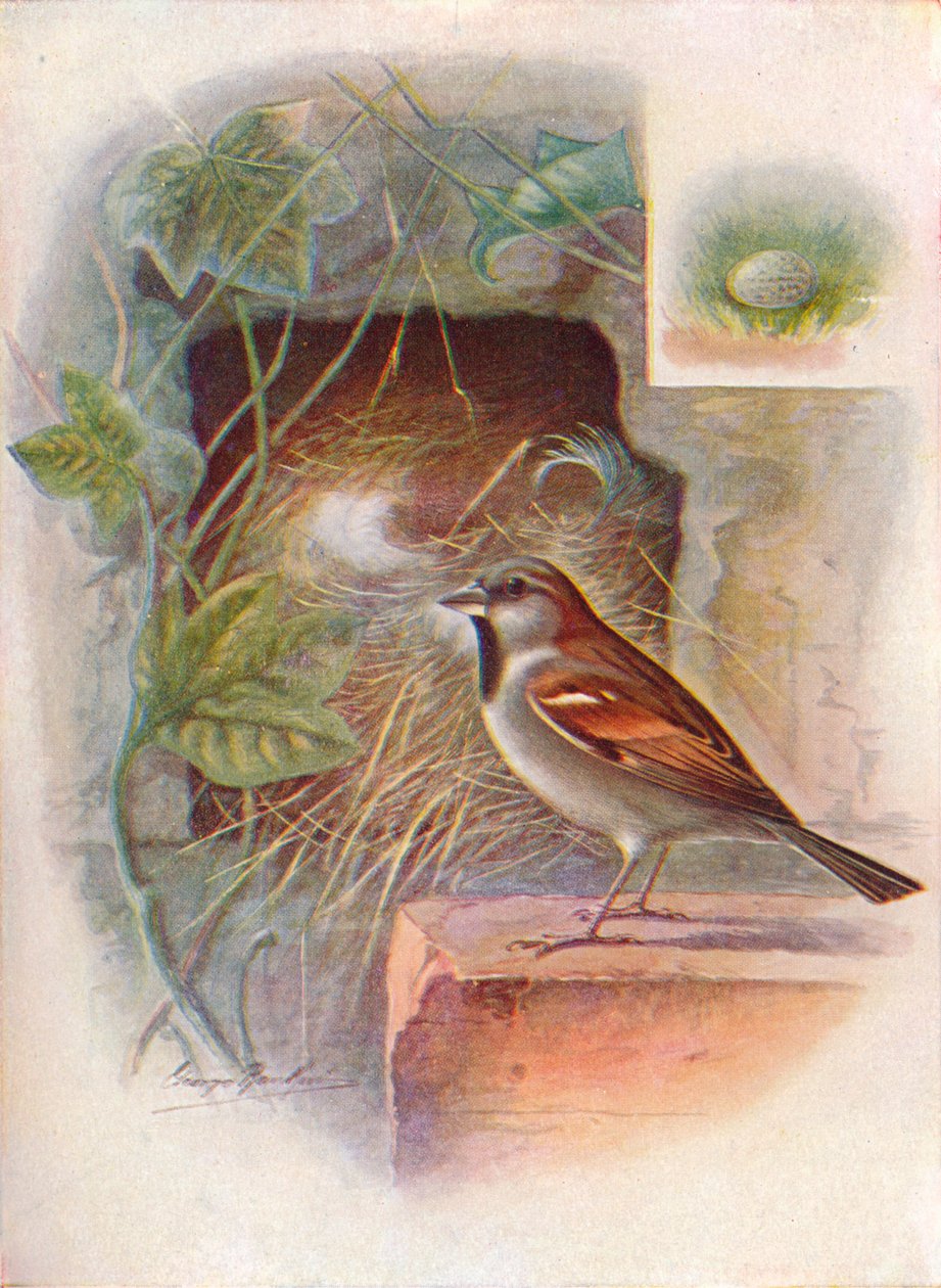 Hussparv -- Passer domesticus, c1910, 1910 av George James Rankin