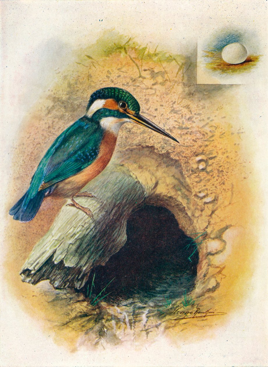 Kingfisher - Alcedo ispida, c1910, 1910 av George James Rankin
