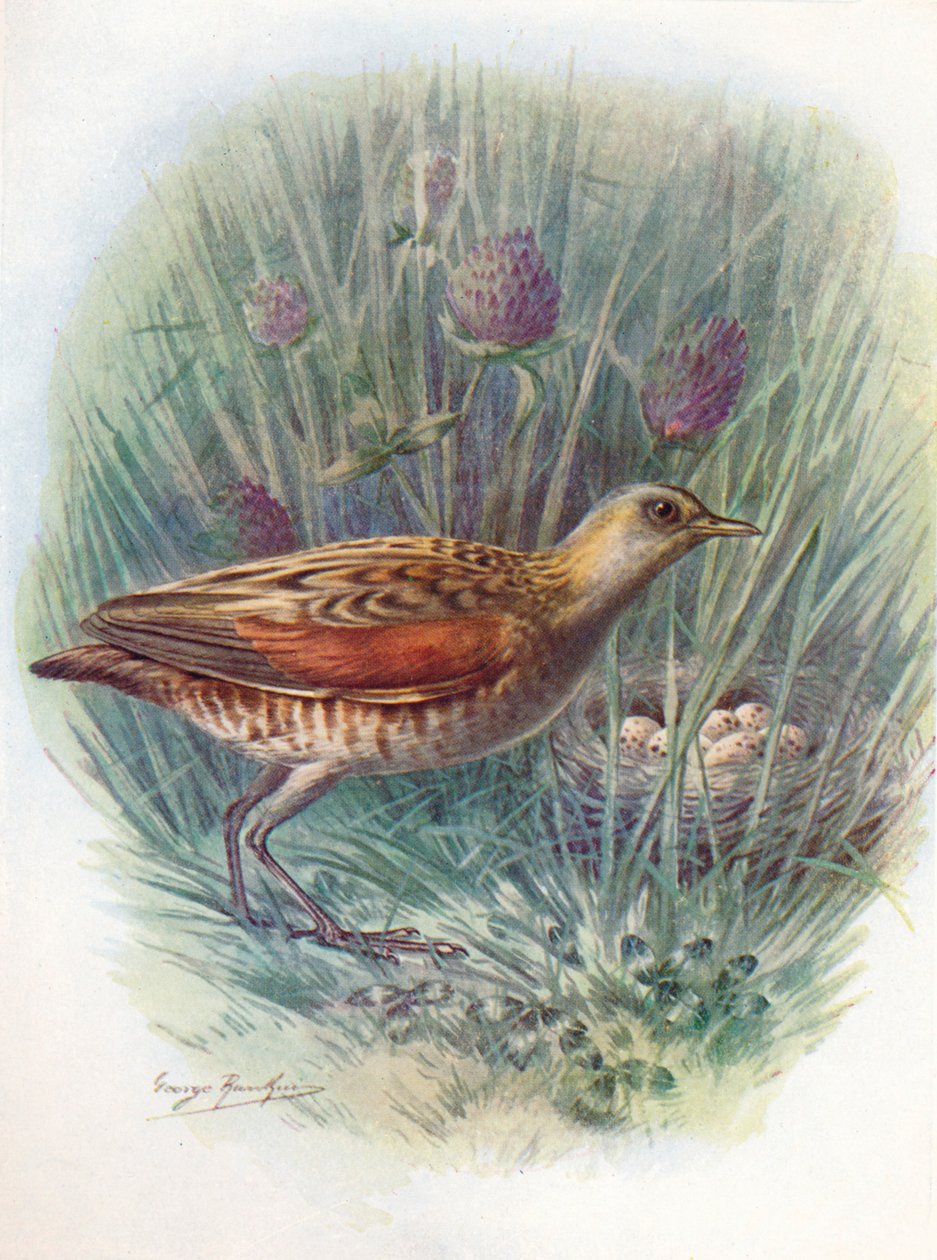 Landräcke eller sädesnörda - Crex pratensis, c1910, 1910 av George James Rankin