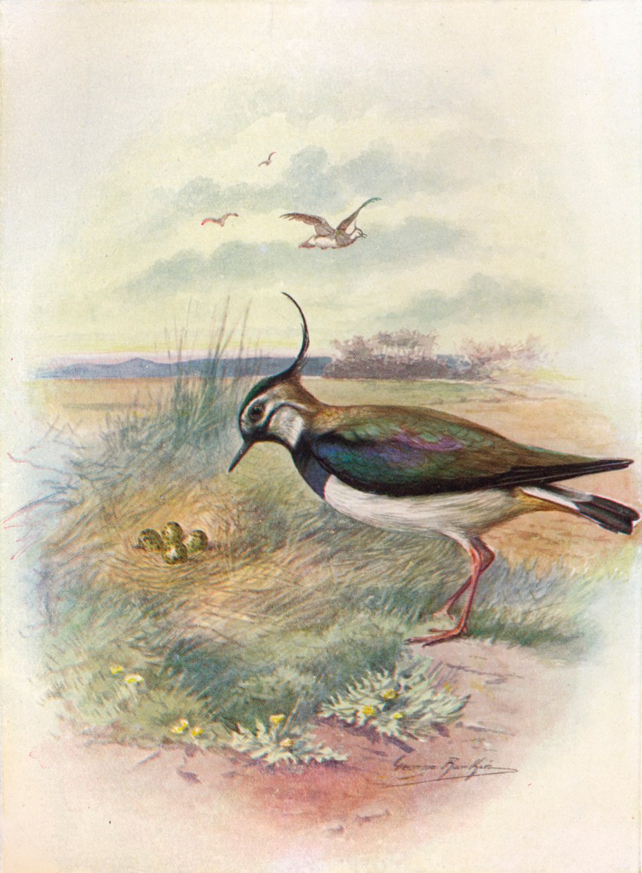 Vipa eller Peewit - Vnellus vulgaris, c1910, 1910 av George James Rankin