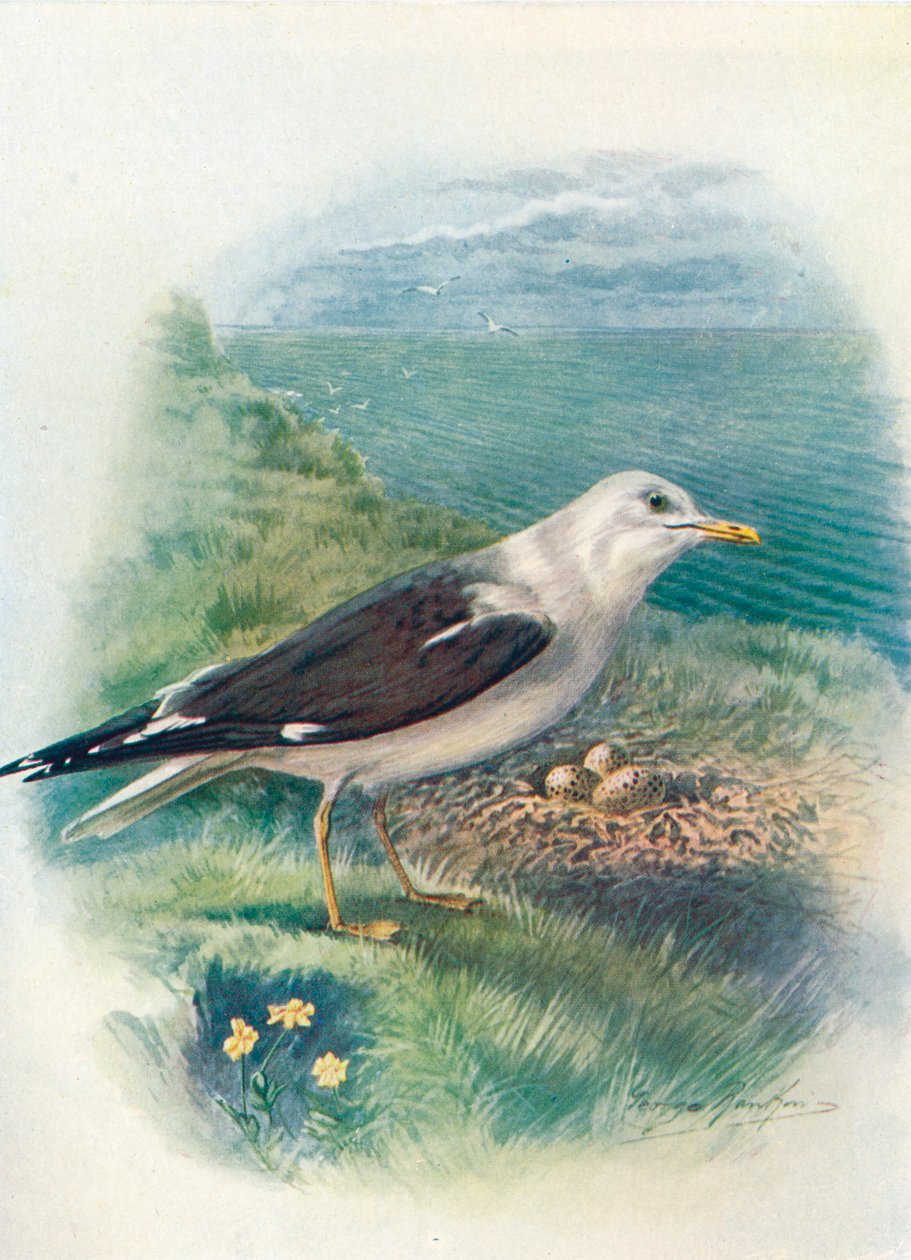 Lesser Black-backed Gull - Larus fuscus, c1910, 1910 av George James Rankin