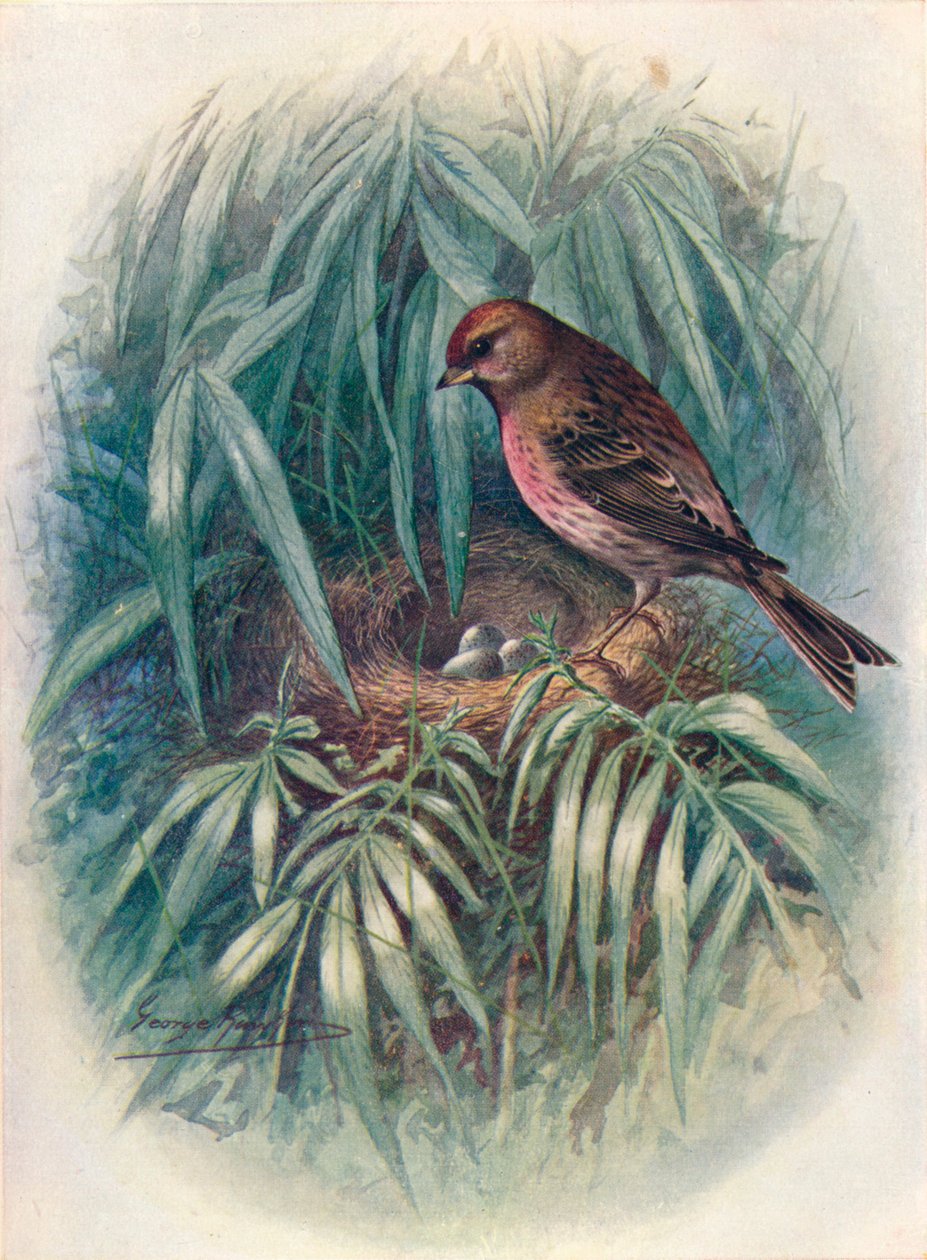 Lesser Redpoll - Linota rufescens, c1910, 1910 av George James Rankin