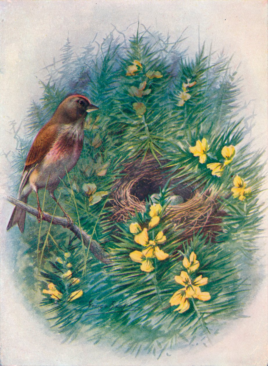 Linnet - Linota cannabina, c1910, 1910 av George James Rankin