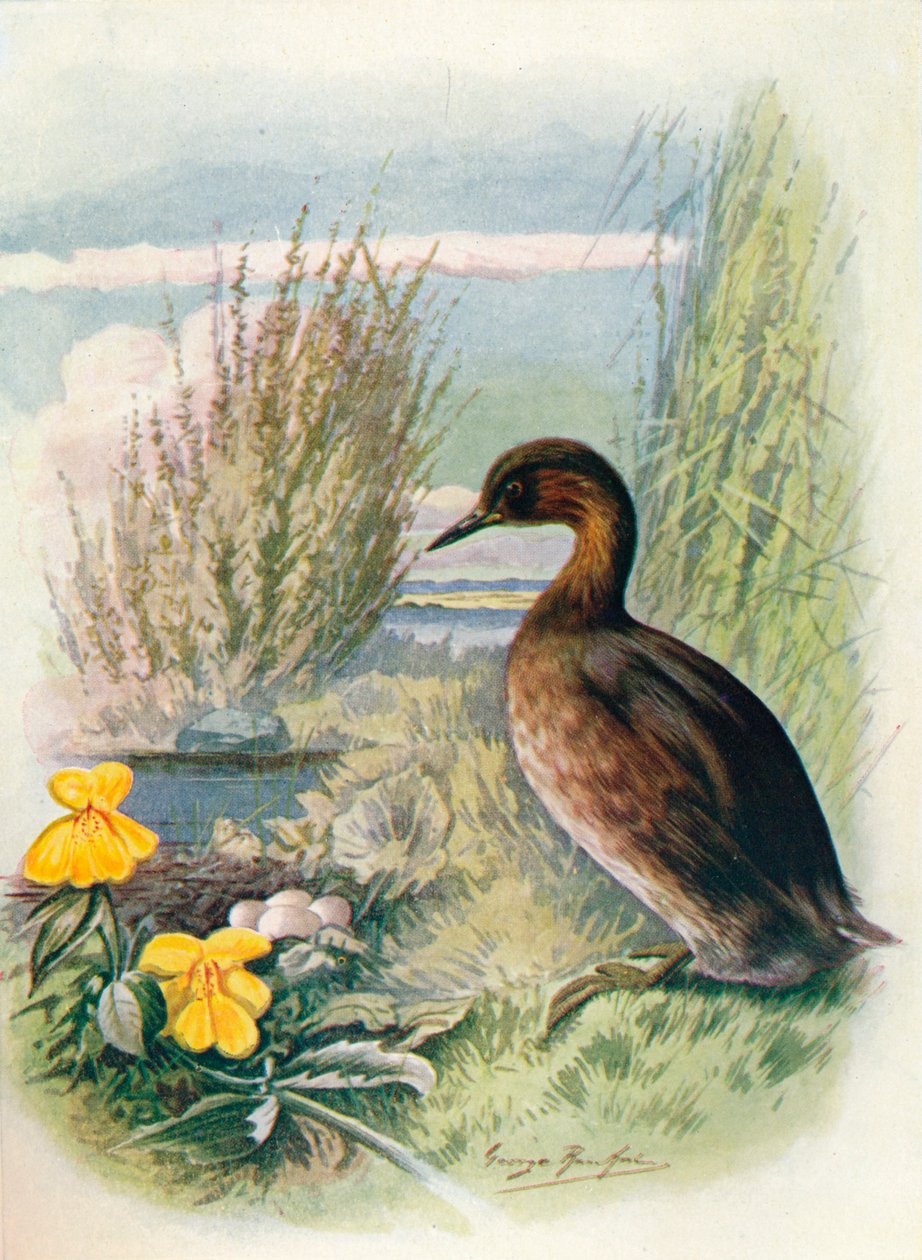 Lilla doppe eller dabchick - Podicipes fluviatilis, c1910, 1910 av George James Rankin