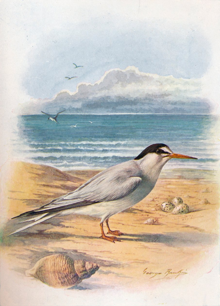 Little Tern - Sterna minuta, c1910, 1910 av George James Rankin
