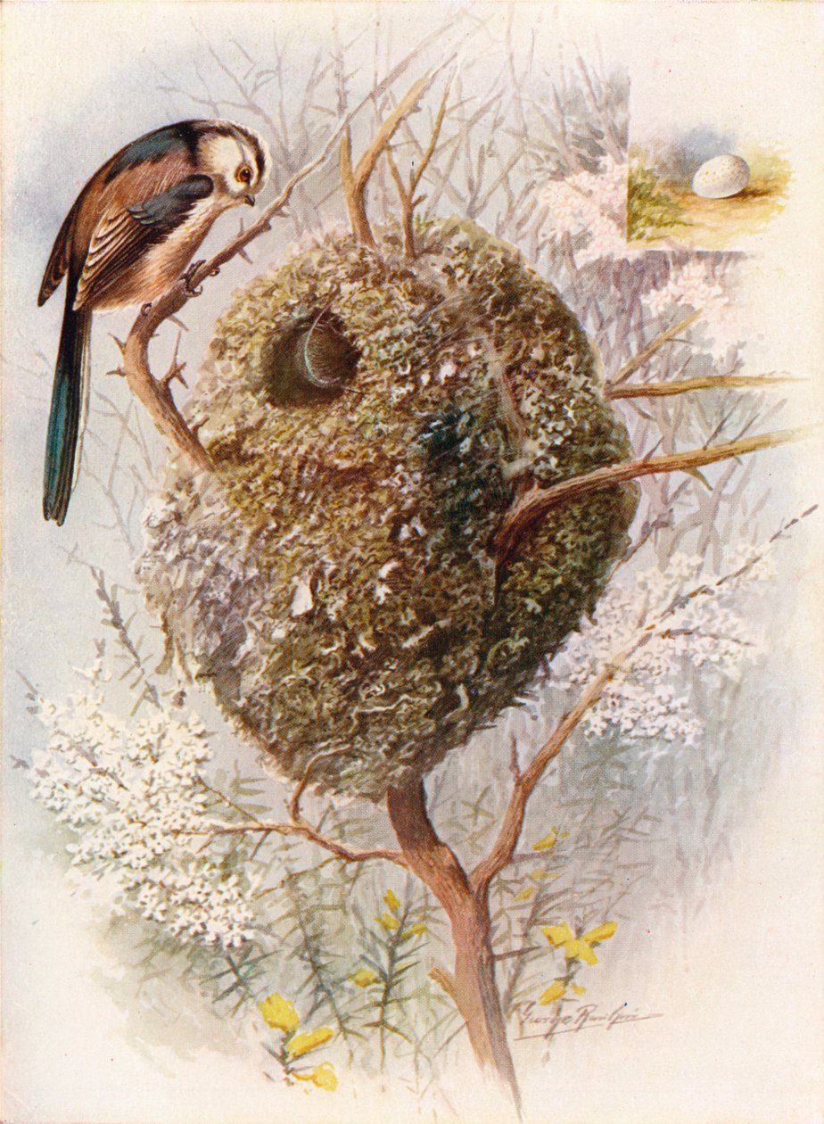 Långsvansmes - Acredula caudata, c1910, 1910 av George James Rankin